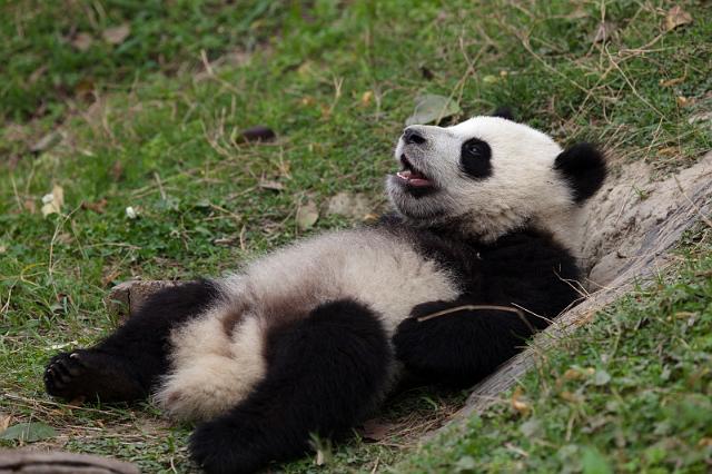 063 Chengdu, giant panda research center, reuzenpanda.jpg